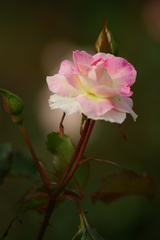 薔薇２