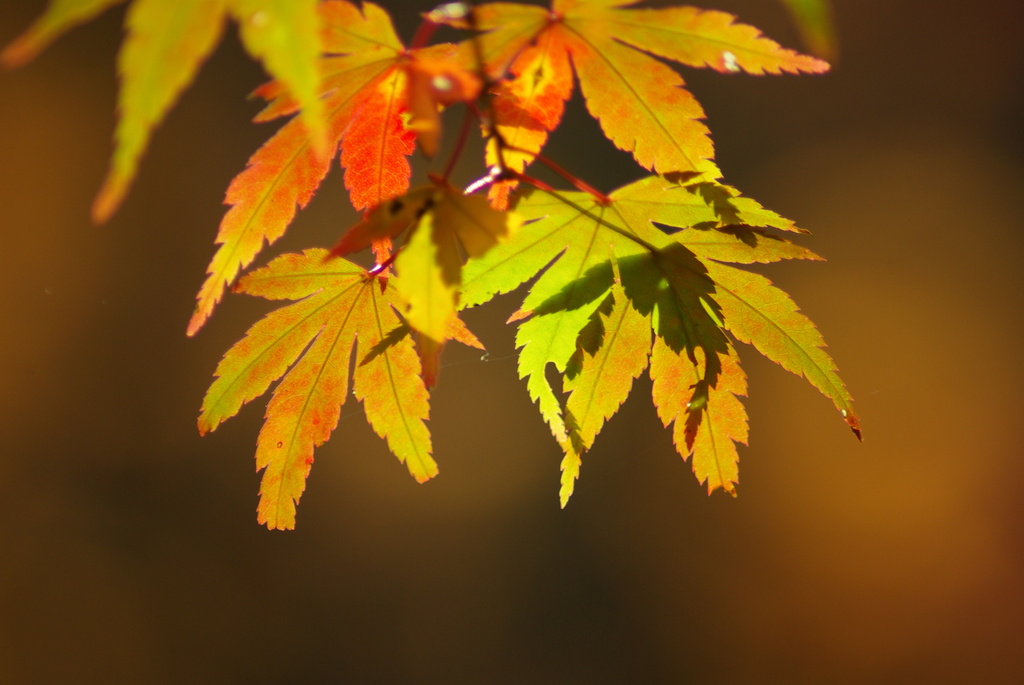 渋い紅葉