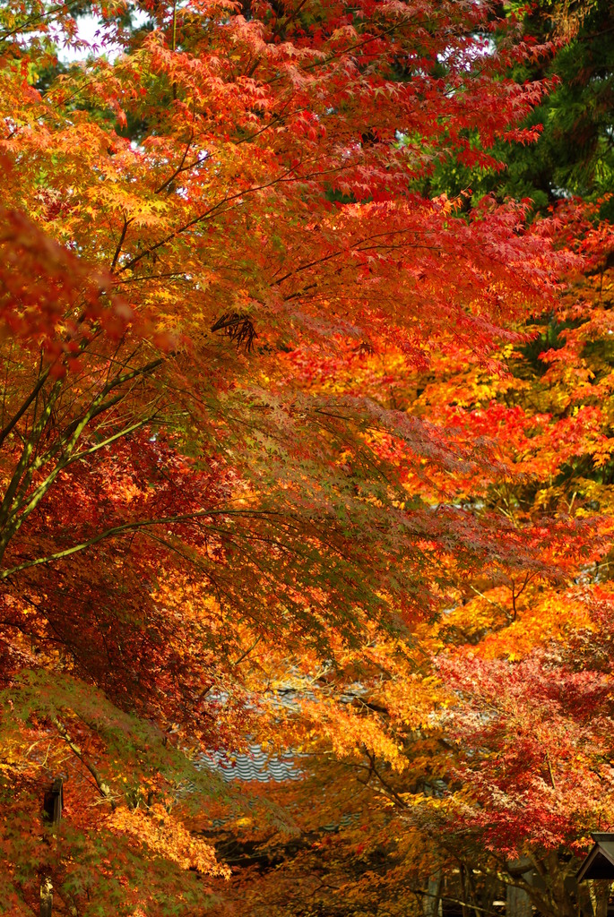 揺れる紅葉たち