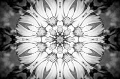 Flower of Medal５
