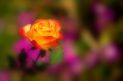 伊豆熱海の薔薇