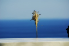 海洋風