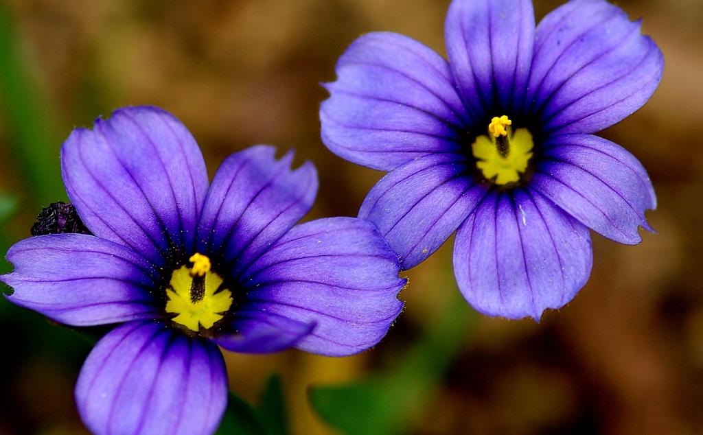 庭石菖 Sisyrinchium rosulatum