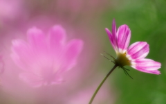 淡霧の秋桜