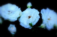 Pure white３