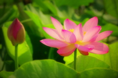 Ancient lotus