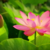 Ancient lotus