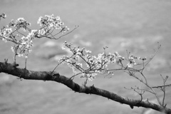 モノトーンの桜