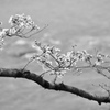 モノトーンの桜