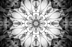 Flower of Medal２