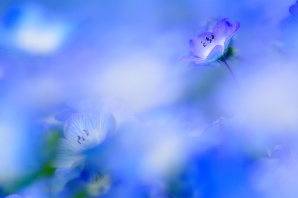 蒼海に・・