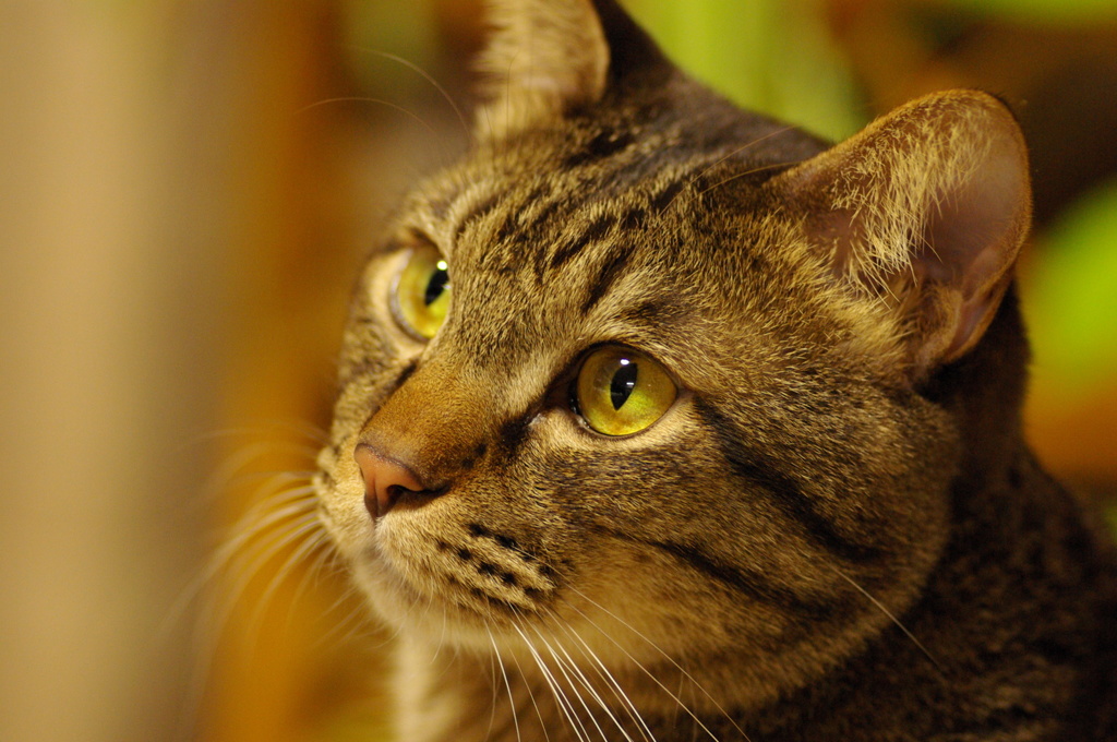 favorite cat