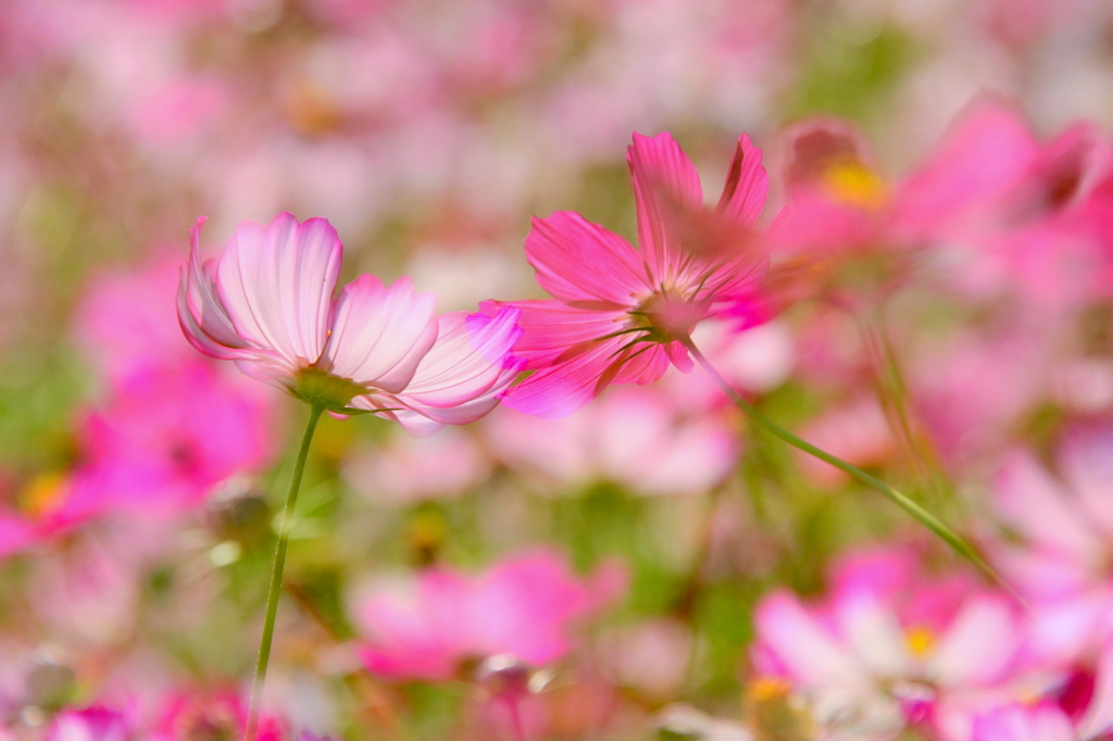 秋桜の夢２