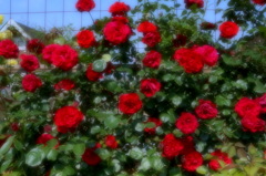真っ赤な薔薇垣１