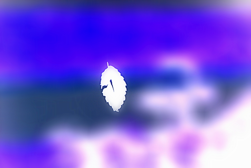 White fallen leaves