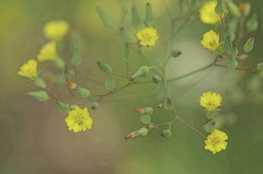 野の花