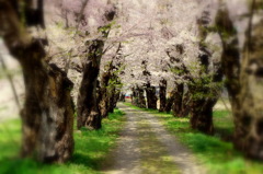 桜ずい道（春風通り）