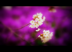 Spring purple