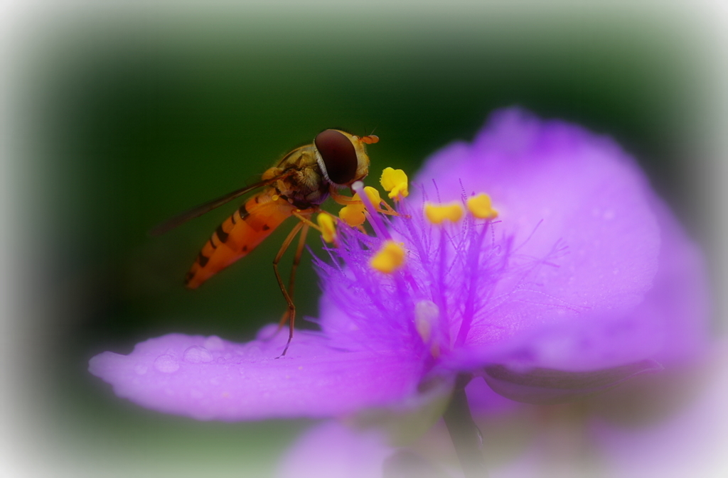 ハナアブと花