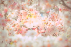 2016桜花-4