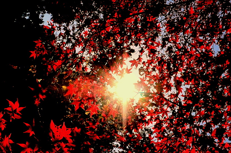 深き紅葉の森