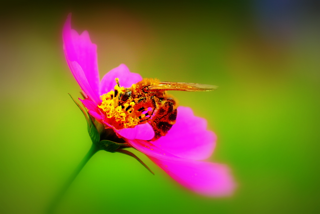 Meal of bee 1