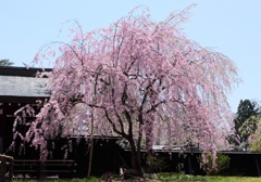 追憶の桜