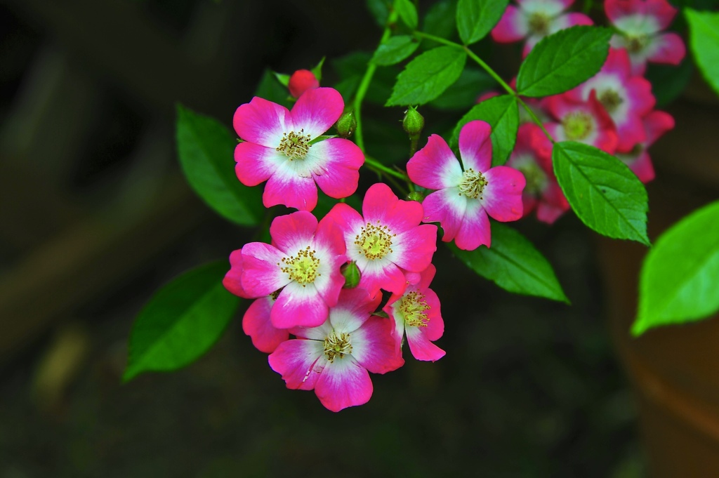 薔薇　７