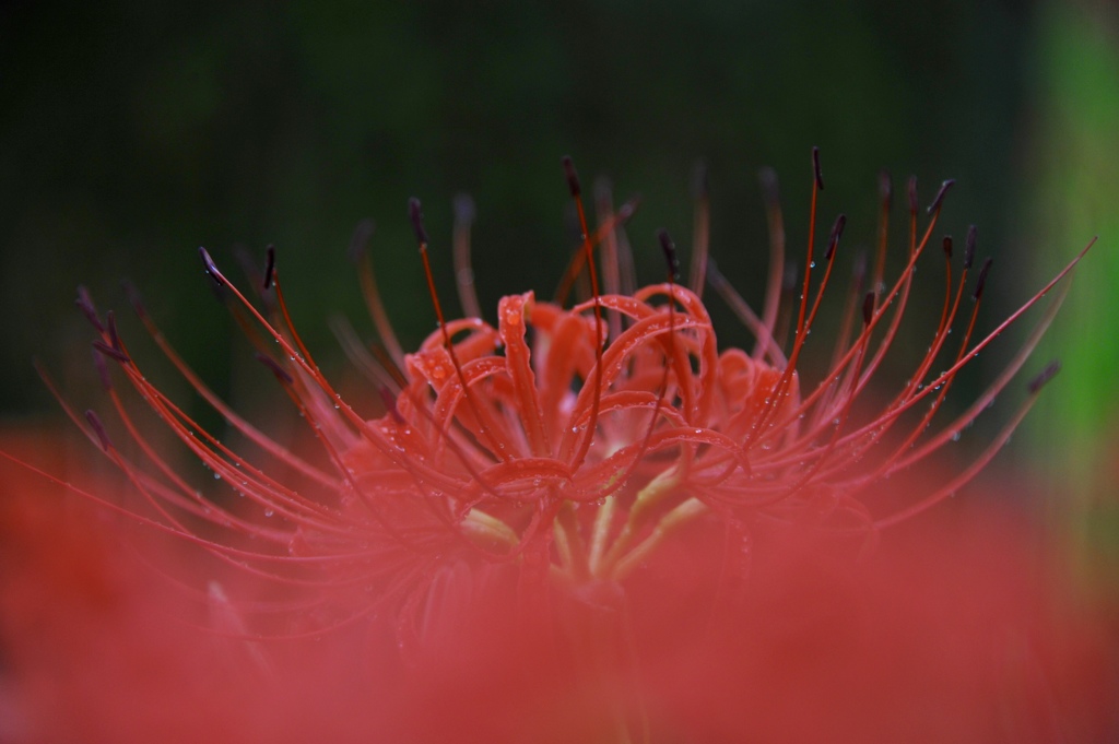 紅く咲くのが華３