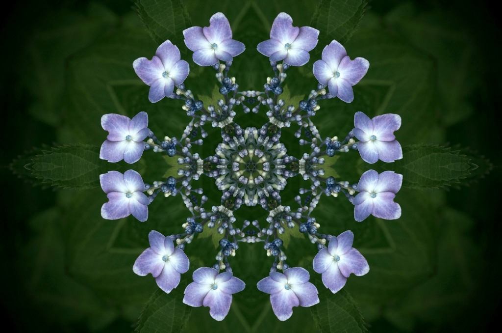 宝花1