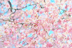 薄花桜１