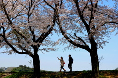 満開の桜樹往来-10(2016桜花-23)