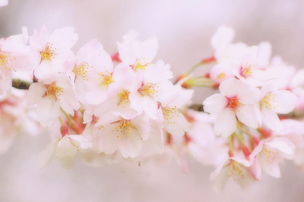 2016桜花-6