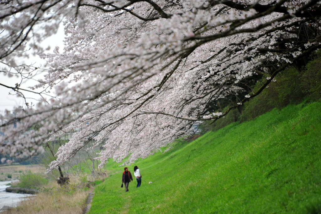 2016桜花-7