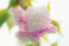 春雨にぬれる八重のきみ