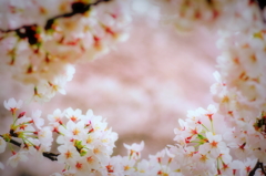 桜の花園へ