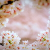 桜の花園へ