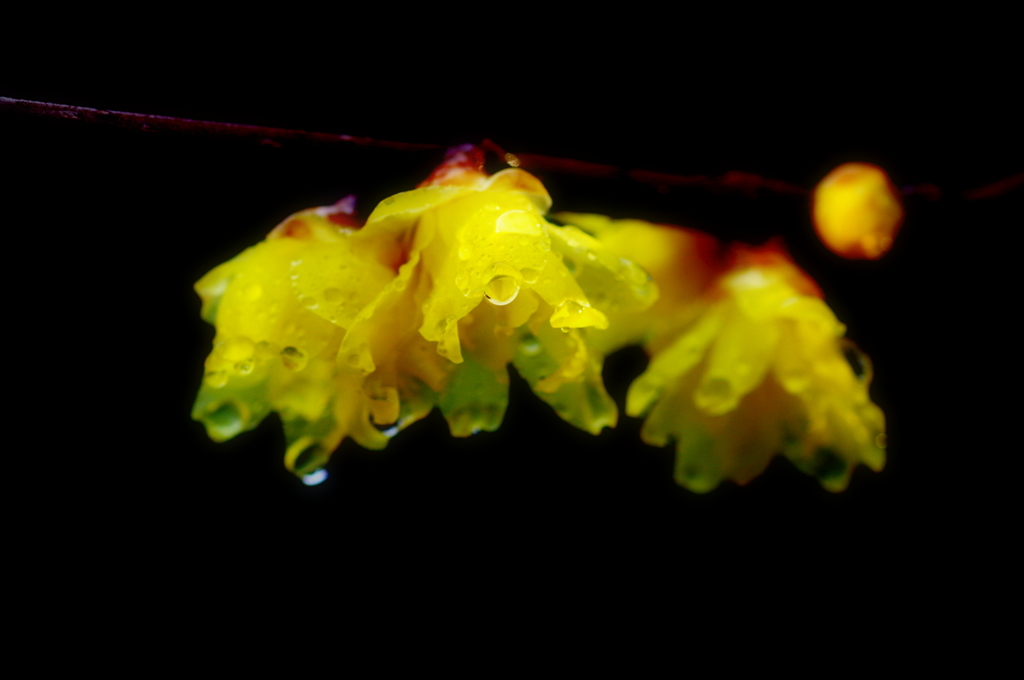 雨に濡れて１