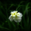 花菖蒲１
