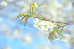 清明の桜花１