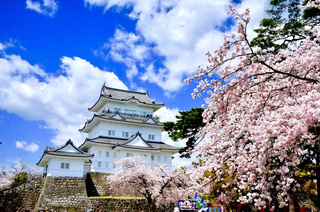 満開桜城