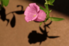 花影