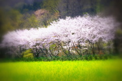 輝く桜(2016桜花-14)