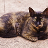 The only cat