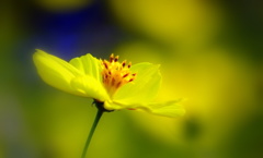 こころに花
