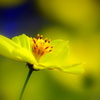 こころに花