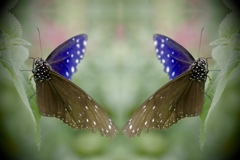 分身の蝶