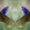 分身の蝶