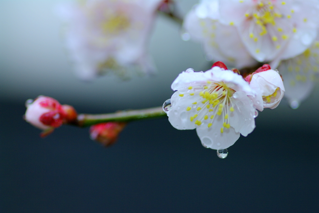 春雨じゃ濡れて咲こう・・