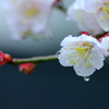春雨じゃ濡れて咲こう・・
